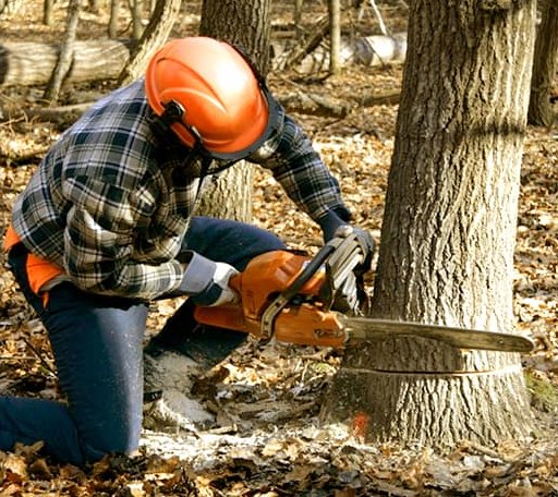 Tree Removal in Chest Springs, PA